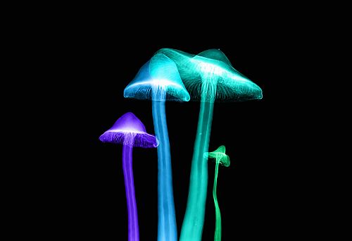 four assorted-color lights